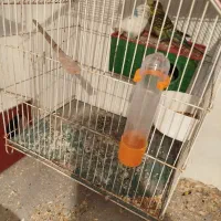 مرغ عشق جفت جوجه|پرنده|سیرجان, |دیوار