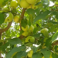 باغ-فروشی-نظراباد