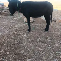 الاغ ماده جوان|حیوانات مزرعه|سیرجان, |دیوار