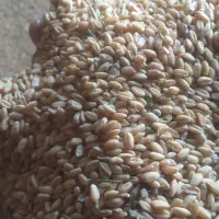 بذر گندم آبی