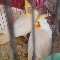 عروس هلندی فروشی جوجه وبالغ|پرنده|جوین, |دیوار