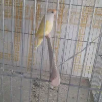 مولد عروس هلندی کو توله|پرنده|قم, علی آباد سعدگان|دیوار