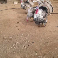 بوقلمون محلی|حیوانات مزرعه|بوکان, |دیوار