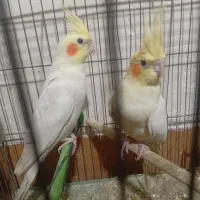 جفت عروس هلندی مولد