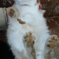 خرگوش|موش و خرگوش|شیراز, سهل‌آباد|دیوار