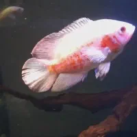 اسکار آلبینو رد تایگر و اسکار بلک تایگر