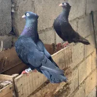 کبوتر سیاه ذاغ|پرنده|وراوی, |دیوار
