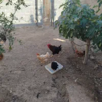 خروس|پرنده|شیروان (خراسان), |دیوار