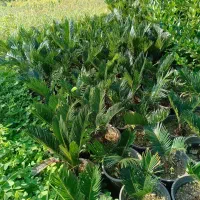 انواع گل های حیاط سازی|گل و گیاه طبیعی|کتالم و سادات شهر, |دیوار