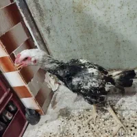 خروس لاری و مرغ