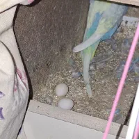 مرغ عشق رینبو جفت