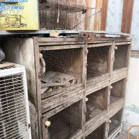 قفسه مرغ به ابعاد 9 قفسه 50در 50