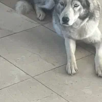 سگ گمشده هاسکی