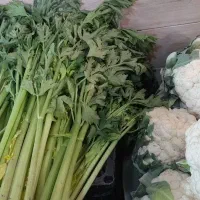 کرفس تازه ۳۵