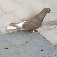 کبوتر ماده اشعل|پرنده|اهواز, کارون|دیوار
