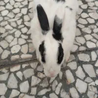 خرگوش|موش و خرگوش|برازجان, |دیوار