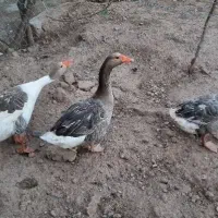 غاز اوکراینی