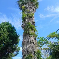 گل و گیاه|گل و گیاه طبیعی|رشت, لاکان شهر|دیوار