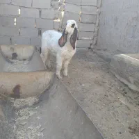 بره مری خوب|حیوانات مزرعه|هامون, |دیوار