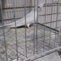 فروش عروس نر آلبینو دوساله کارداده