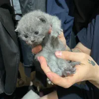 توله اسکاتیش بلو