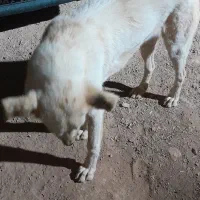 سگ گمشده در قله سی سر کوهنوردا بردنش