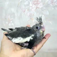 جوجه عروس هلندی سرلاکی نژاد سخنگو|پرنده|تهران, پونک|دیوار