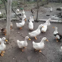 اردک گوشتی|حیوانات مزرعه|رشت, فخب|دیوار