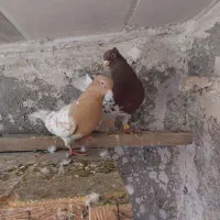 کله رنگه|پرنده|مشهد, مهدی آباد|دیوار