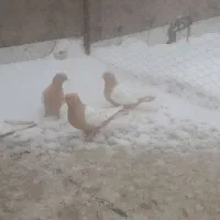 کبوتر سینه زرد|پرنده|جلفا, |دیوار