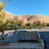 باربد|خودرو سواری و وانت|کلاترزان, |دیوار