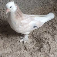 چهارتا جوجه هما خون پاک اصیل