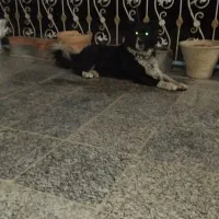 دو عدد سگ بومی