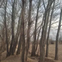 خرید قلمه سوید میوه|خدمات باغبانی و درختکاری|سراب, |دیوار