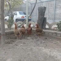 مرغ و خروس گلین ، گلپایگانی ، شاخدار|حیوانات مزرعه|وحیدیه, |دیوار