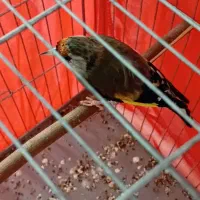 سهره دورگ داغسر ۳ ساله