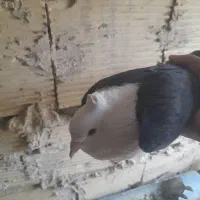 کفتر کربلایی نر|پرنده|بهارستان, |دیوار