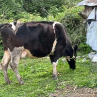 گاو دورگ حامله گاو با لیشه