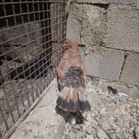 کله.ای نر|پرنده|رامهرمز, |دیوار