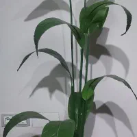 درختچه مصنوعی