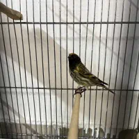 گلبسر ،سهره ،طوطی|پرنده|تهران, خزانه|دیوار