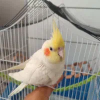 عروس هلندی لوتینو دستی|پرنده|خواف, |دیوار