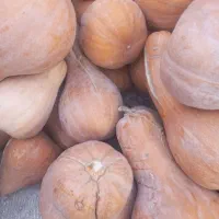 کدوی شیرین عسلی|خوردنی و آشامیدنی|کاشان, پامنار|دیوار