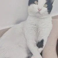 سلام واگذاری گربه 1ساله|گربه|کرمانشاه, |دیوار