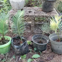 سیکاس|گل و گیاه طبیعی|رشت, حومه رشت|دیوار