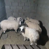 بره ی محلی چاق زیر قیمت بازار|حیوانات مزرعه|سراوان, |دیوار