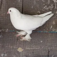 دم چتری|پرنده|بندر کنگان, |دیوار