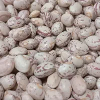 لوبیا چیتی دانه‌درشت به شرط|خوردنی و آشامیدنی|شیراز, دروازه قران|دیوار
