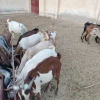 بز فروشی چاق|حیوانات مزرعه|بستک, |دیوار