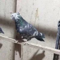 کفتر پرشی|پرنده|محمدشهر, زیبادشت|دیوار